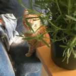 Foofy Ebersold Profile Picture