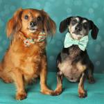 LukeAndBear Profile Picture